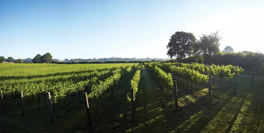 Chapel Down vines